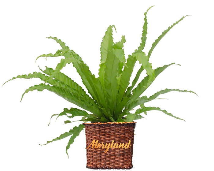 Asplenium Flores Meryland