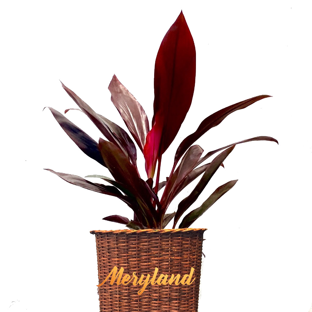 Dracena Rubra Flores Meryland