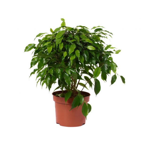 Ficus Benjamina Flores Meryland