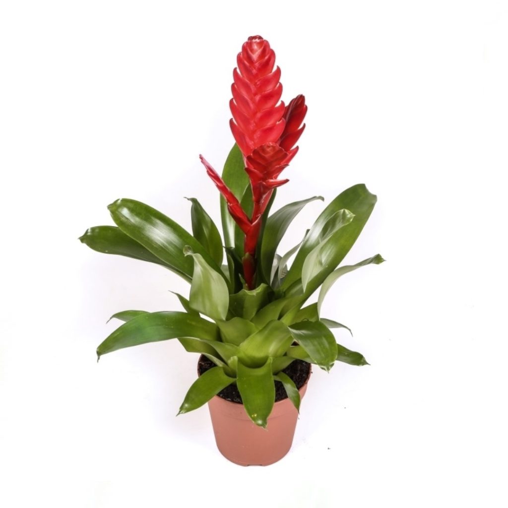 Vriesea Flores Meryland