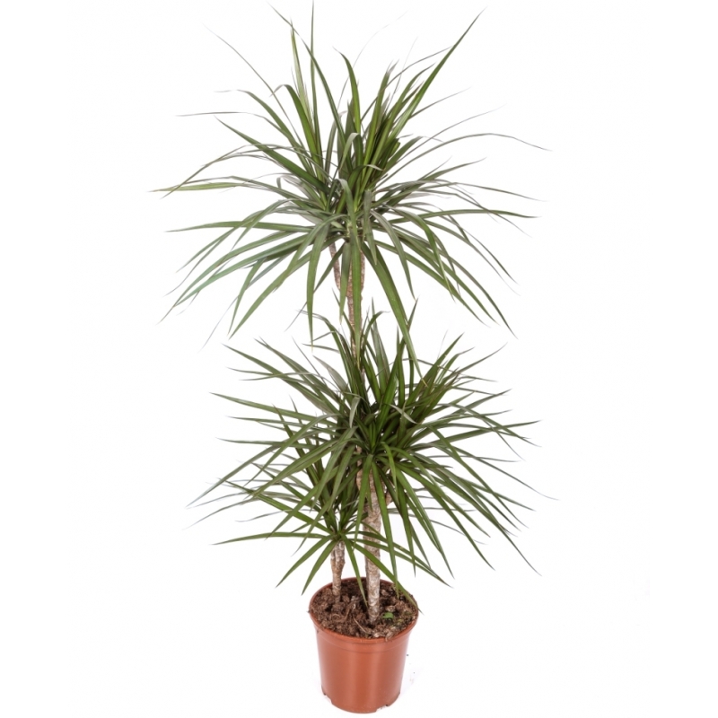 Dracena Marginata Flores Meryland