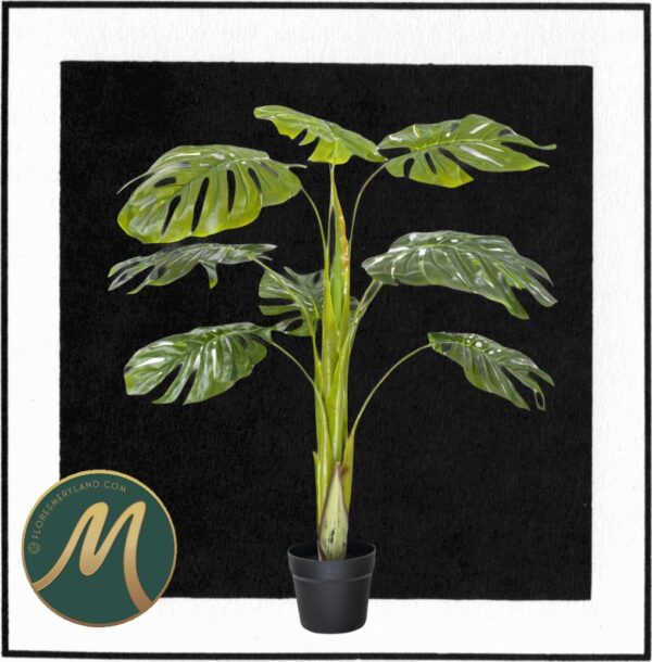 Monstera 1.10 mts