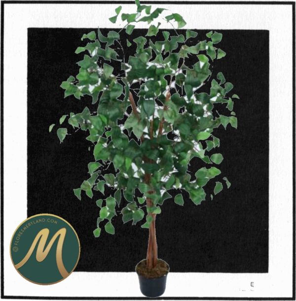 Ficus  1.20 mts