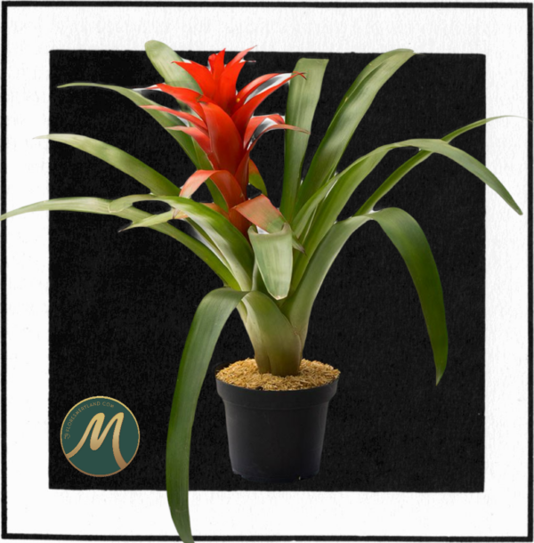 Guzmania