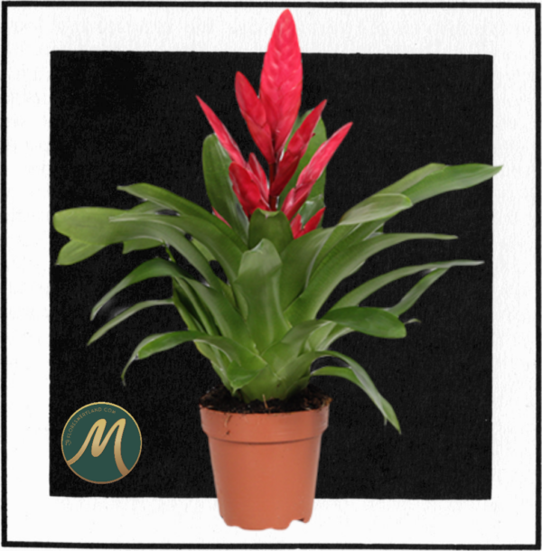 Vriesea