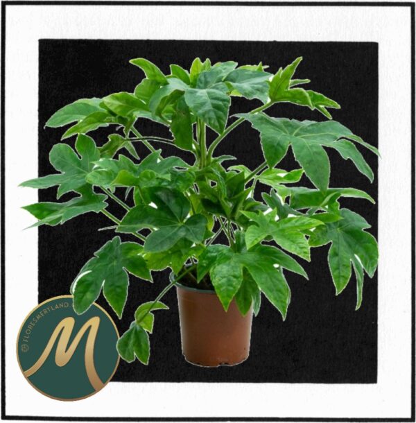 Aralia higuerita